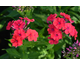 Phlox paniculata Peacock Cherry Red