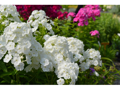 Phlox paniculata