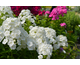 Phlox paniculata Peacock White