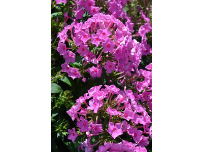 Phlox paniculata