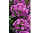 Phlox paniculata