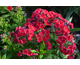 Phlox paniculata Red Flame ®