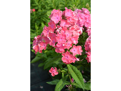 Phlox paniculata