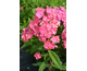 Phlox paniculata Rijnstroom