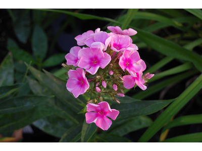 Phlox paniculata