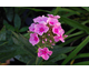 Phlox paniculata Sweet Summer Candy ®