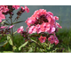 Phlox paniculata