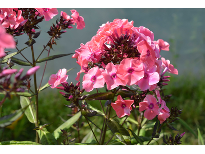 Phlox paniculata