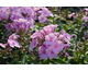 Phlox paniculata