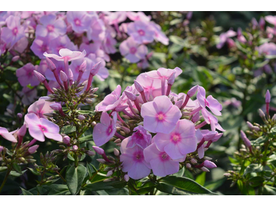 Phlox paniculata