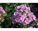 Phlox paniculata Sweet Summer Festival ®