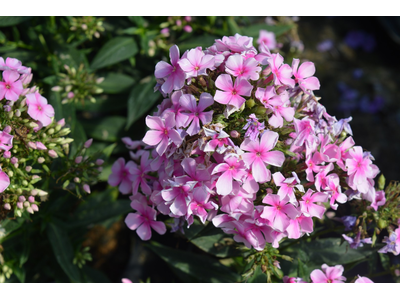 Phlox paniculata