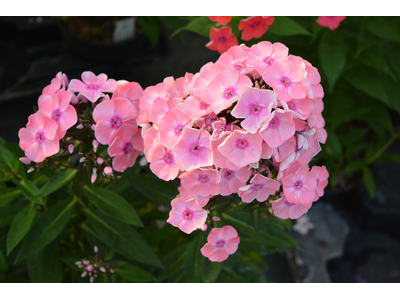 Phlox paniculata