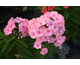 Phlox paniculata Sweet Summer Queen ®
