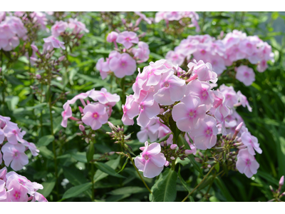 Phlox paniculata