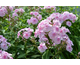 Phlox paniculata