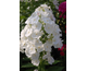 Phlox paniculata Sweet Summer Snow ®