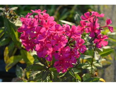 Phlox paniculata