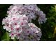 Phlox paniculata White Eye Flame ®
