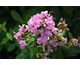 Phlox paniculata Zenobia ®