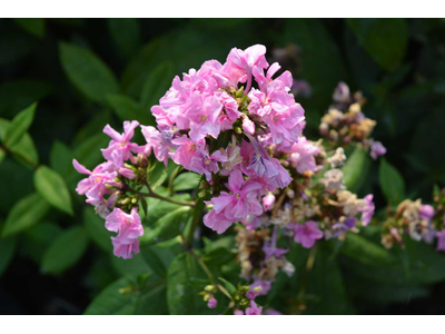 Phlox paniculata