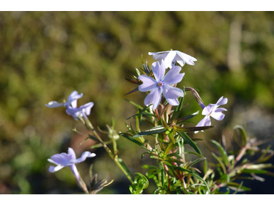 Phlox subulata