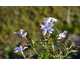 Phlox subulata