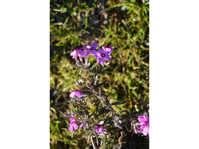 Phlox subulata