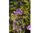 Phlox subulata Fabulous Dark Rose Eye