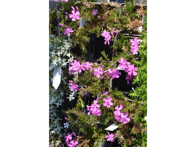 Phlox subulata