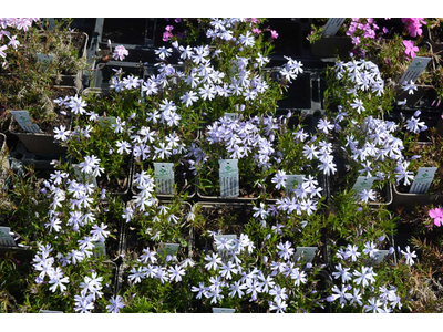 Phlox subulata