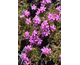 Phlox subulata Mac Daniel's Cushion