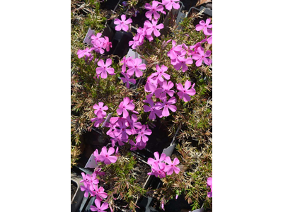 Phlox subulata