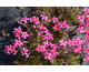 Phlox subulata Red Wings