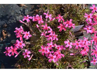 Phlox subulata