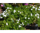 Phlox subulata White Delight