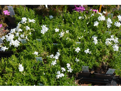 Phlox subulata