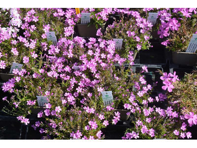 Phlox subulata