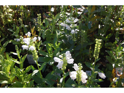 Physostegia virginiana