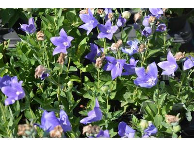 Platycodon grandiflorus