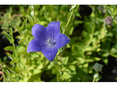 Platycodon grandiflorus