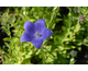 Platycodon grandiflorus Fuji Blue