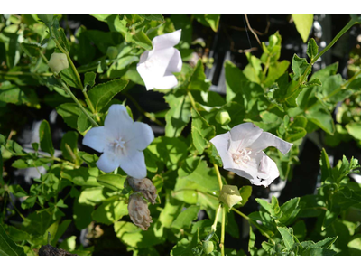 Platycodon grandiflorus