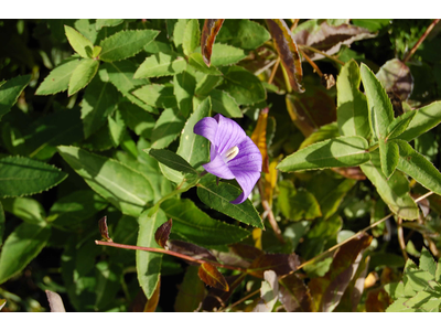 Platycodon grandiflorus