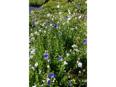 Platycodon grandiflorus