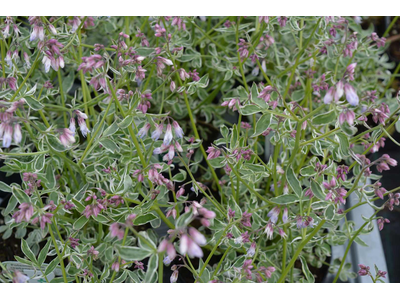 Polemonium reptans