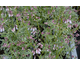 Polemonium reptans Touch of Class