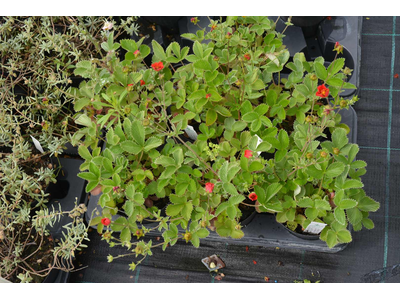 Potentilla atrosanguinea var. argyrophylla