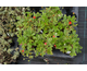 Potentilla atrosanguinea var. argyrophylla Scarlet Starlet