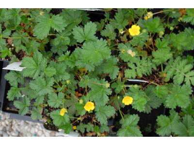 Potentilla crantzii